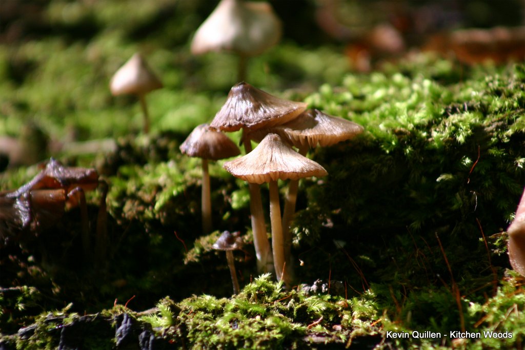 Mushroom on Moss #2
